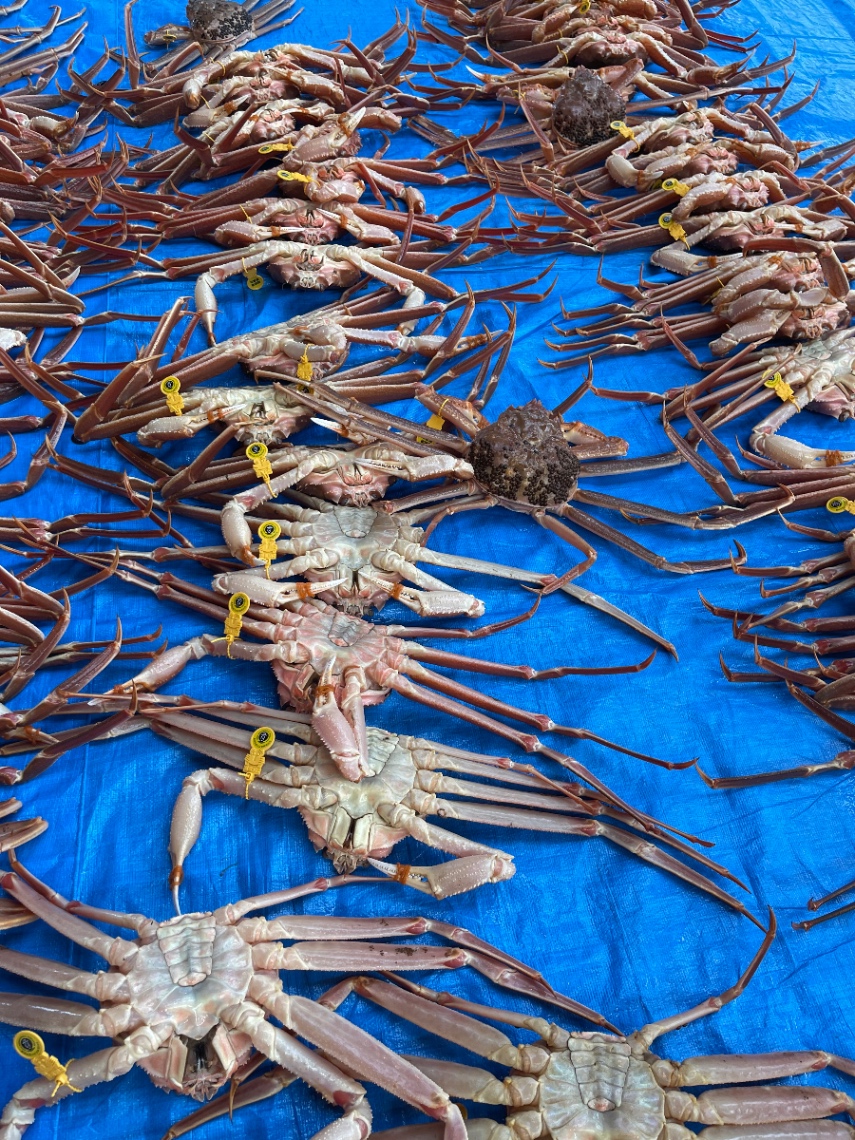 越前がに の画像