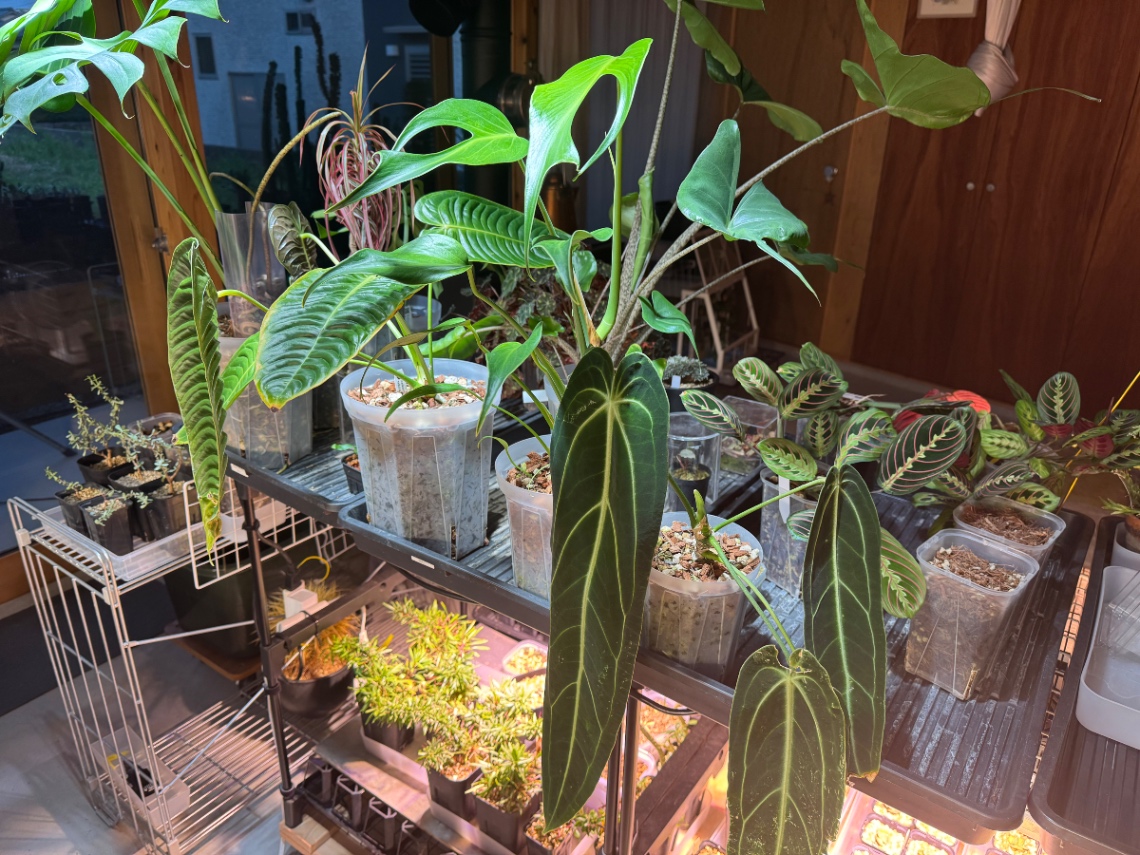 最近推しの植物 の画像