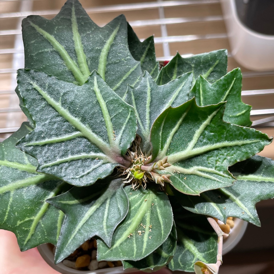 花粉親 Euphorbia francoisii hyb. の画像