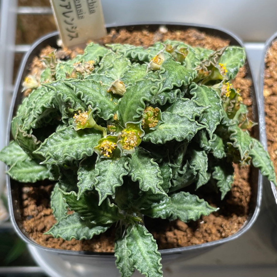 種子親 Euphorbia tulearensis の画像