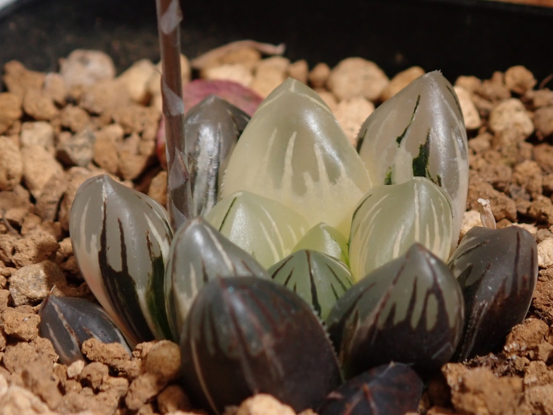 巨大オブツーサ黒葡萄錦 の画像