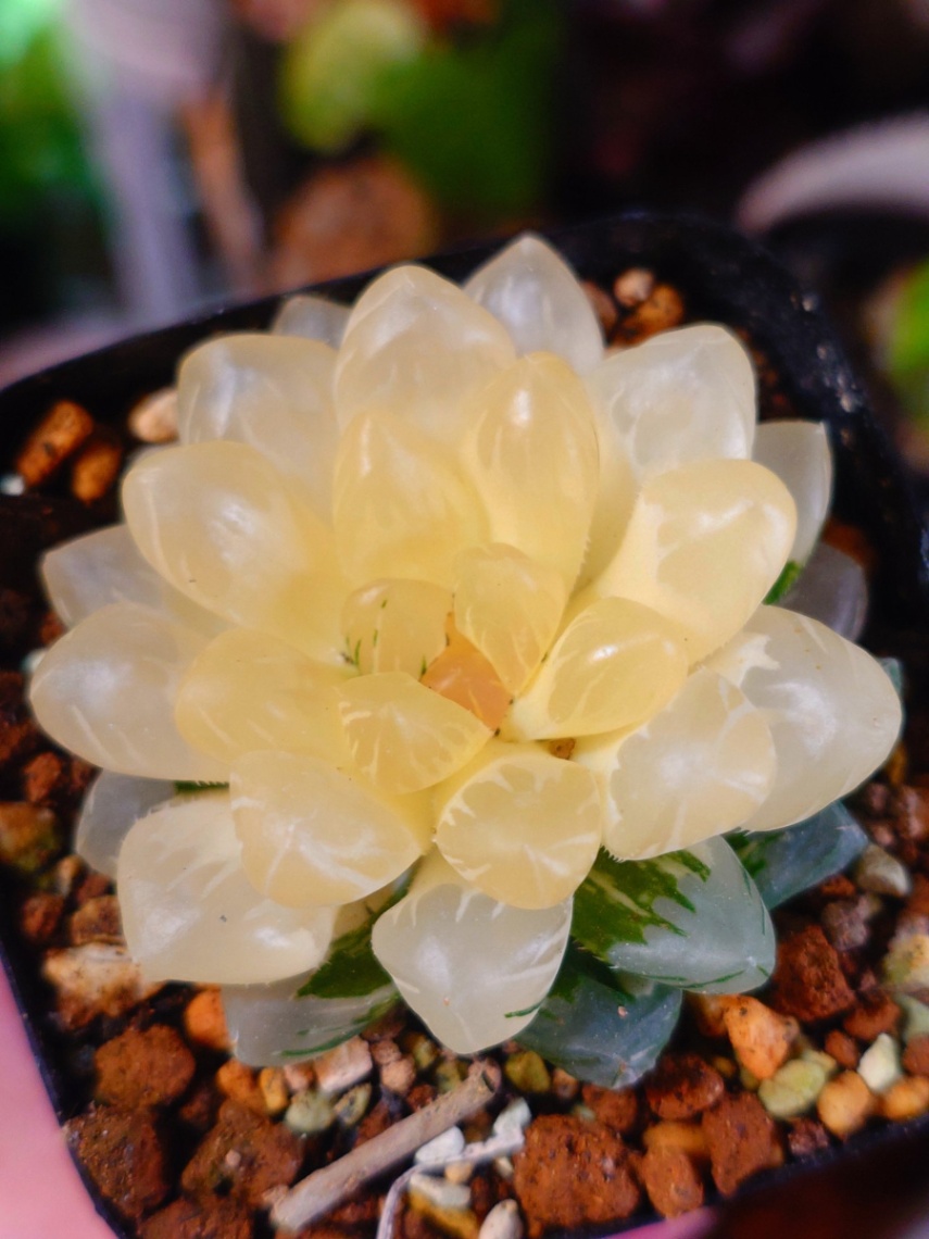 クーペリー錦 水中月 の画像