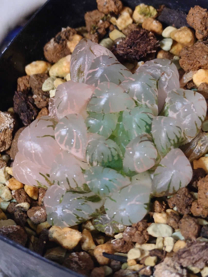 クーペリー錦 虹姫錦 の画像