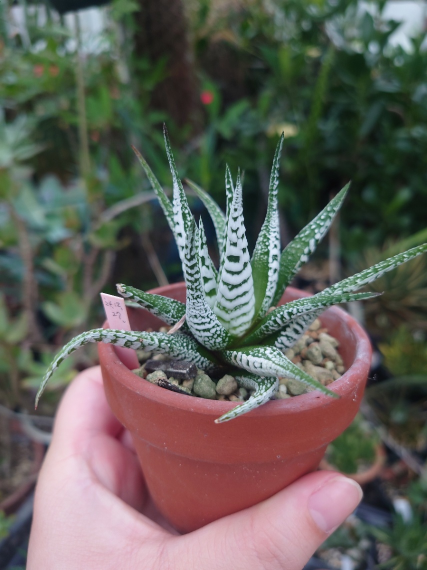 十二の巻 スーパーゼブラ？ の画像