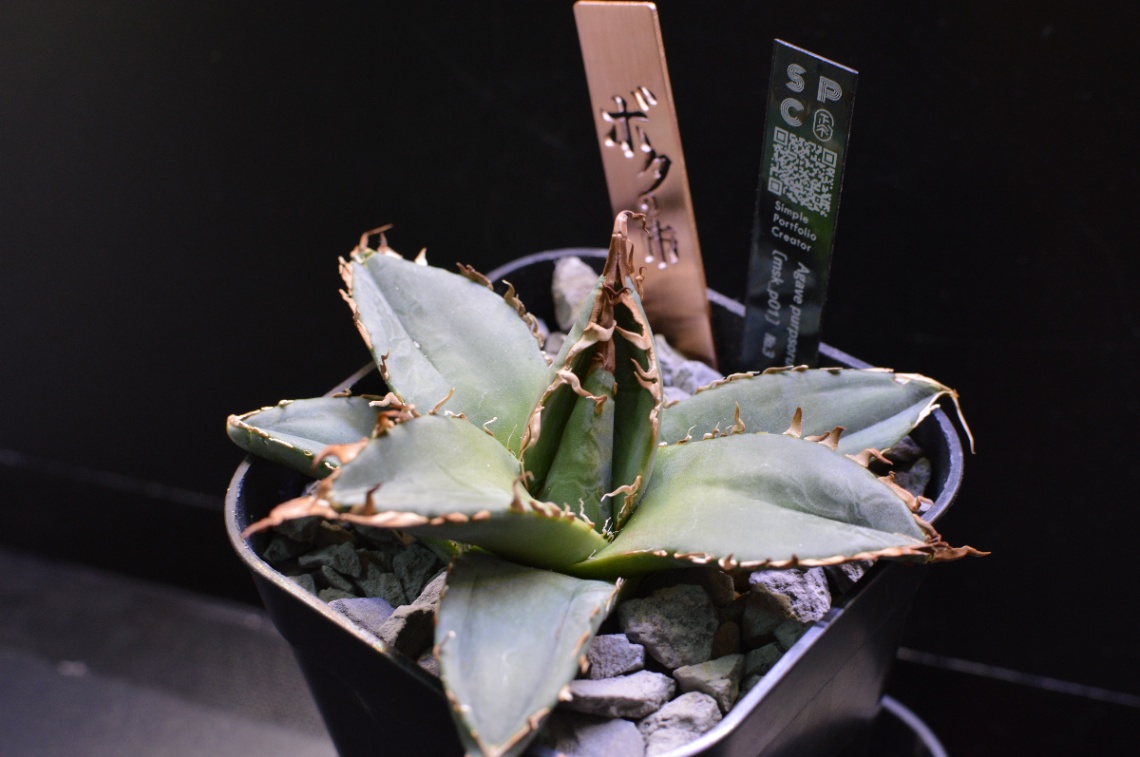 2025.11.23 の画像