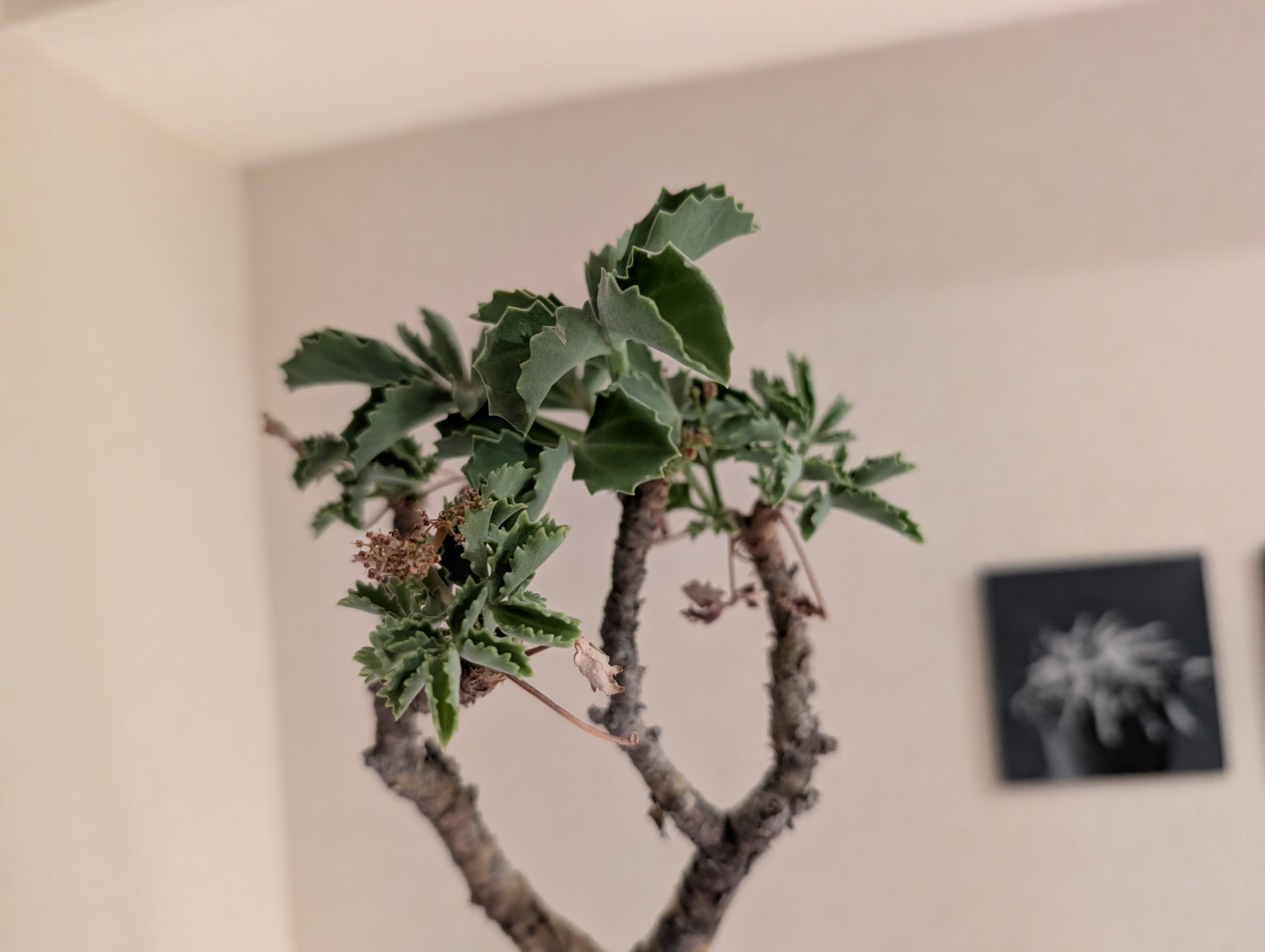 ベティ2 の画像