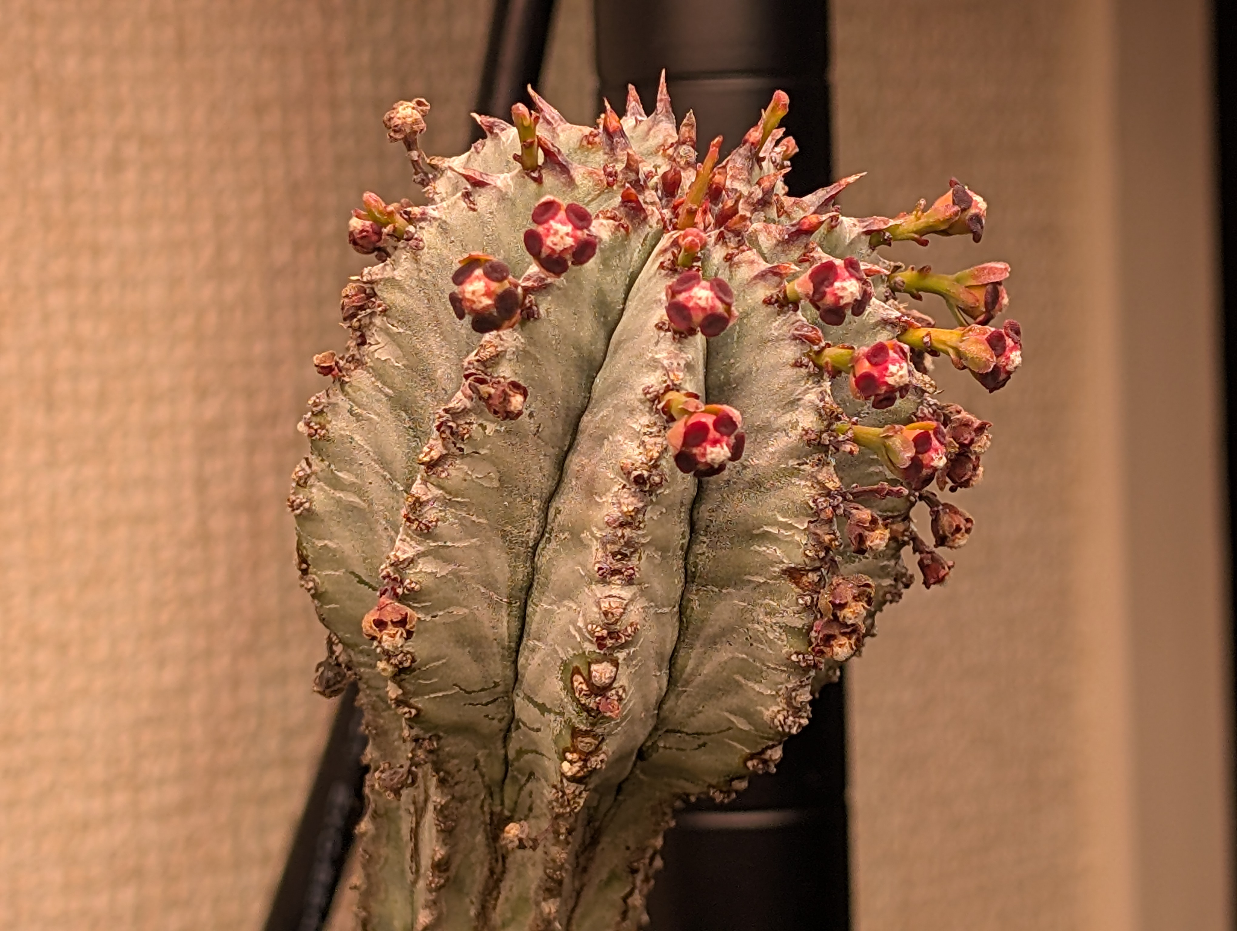 スーパーホリダ、す の画像