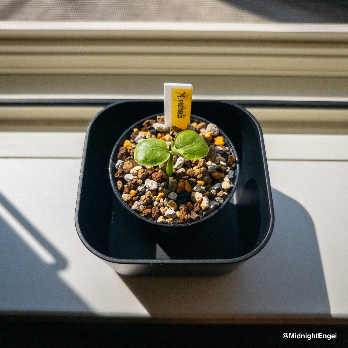 アデニア・ペチュエリー [26pb1] のヘッダー画像