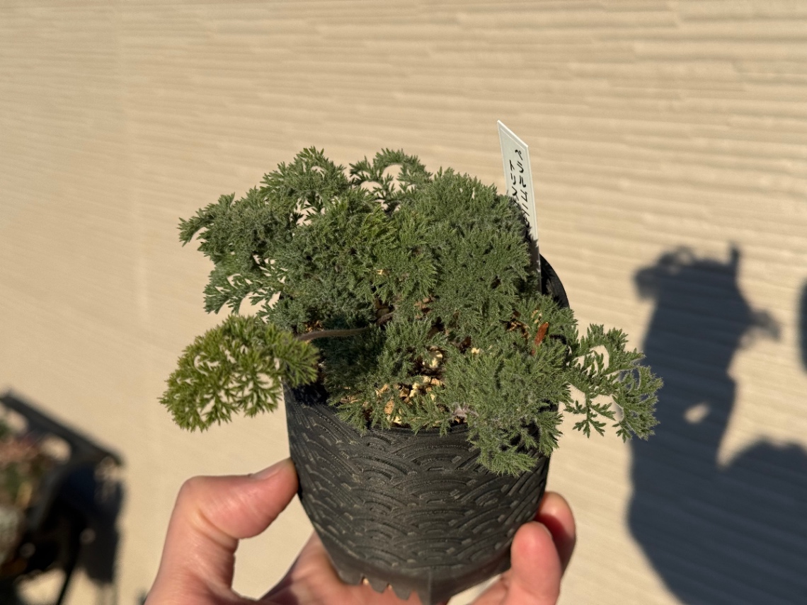 Pelargonium triste のヘッダー画像