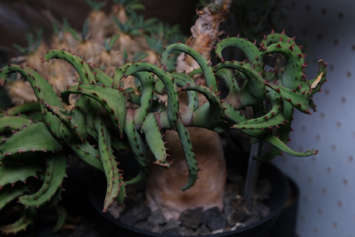 Aloe Hyb. collection のヘッダー画像