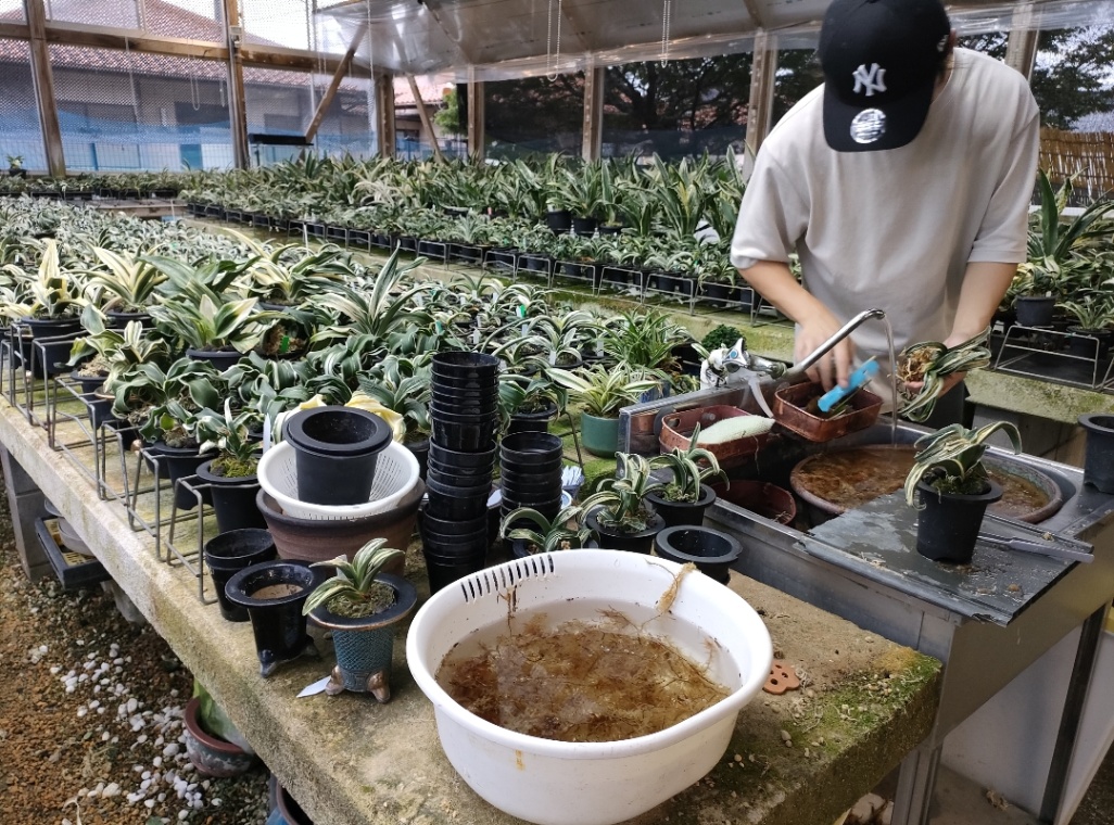 万年青 玉姫 のヘッダー画像