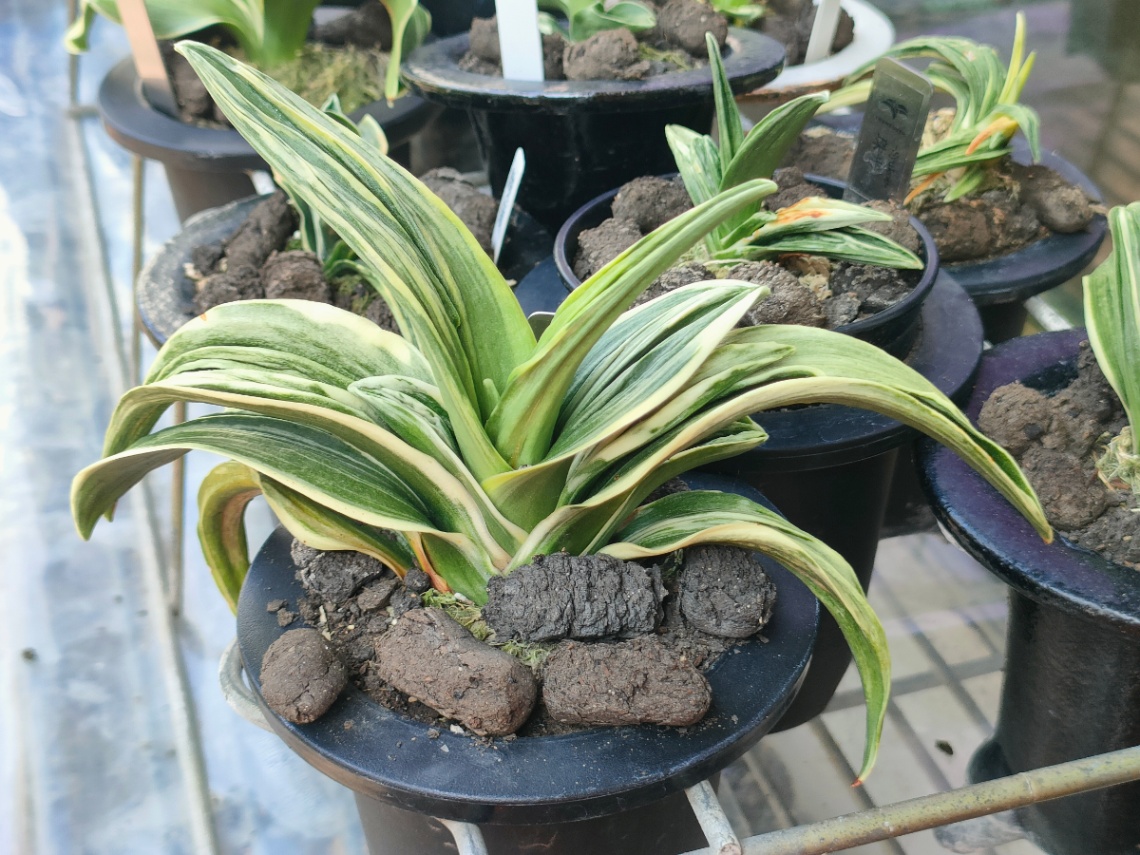 万年青 のヘッダー画像