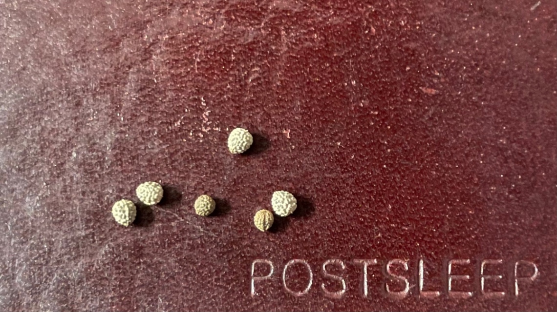 E. francoisii hyb. collection のヘッダー画像