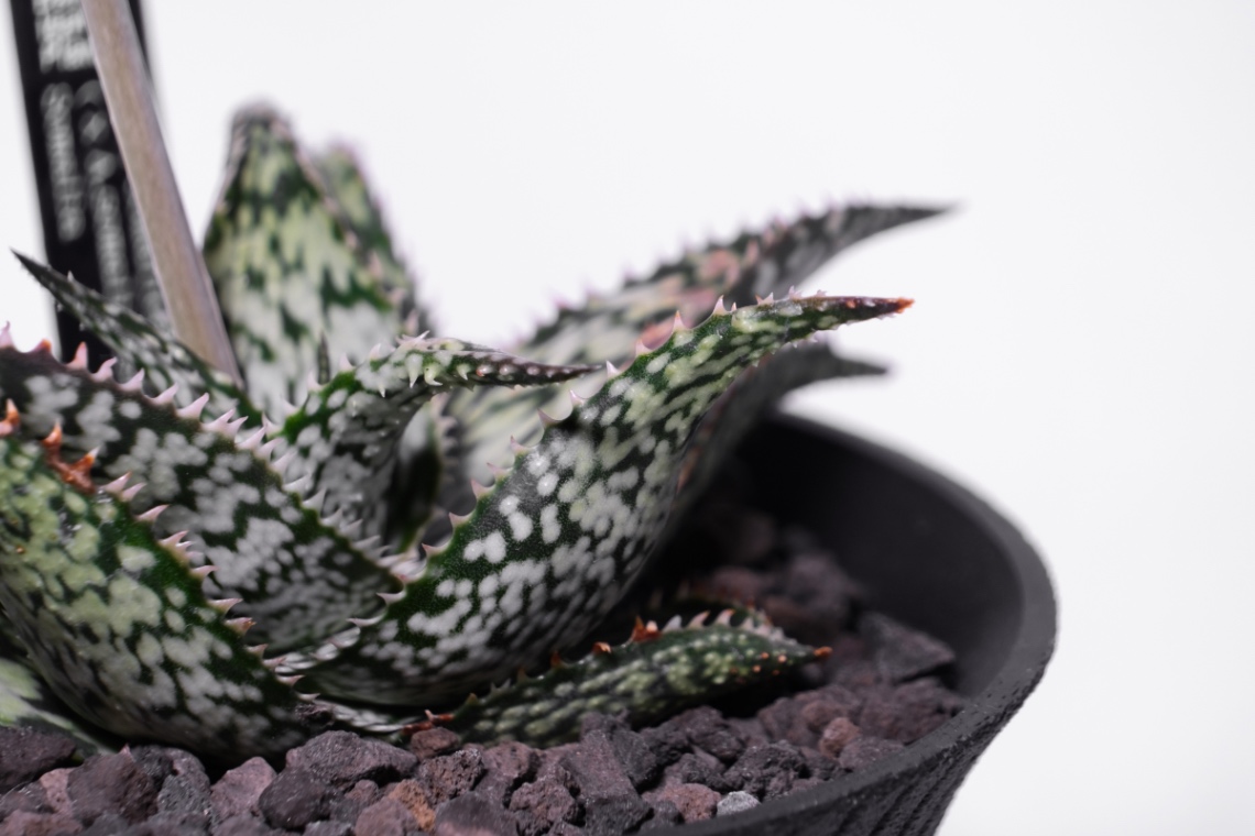 Aloe Hyb. collection