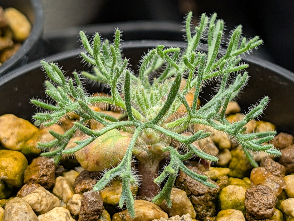 Monsonia multifida 実生