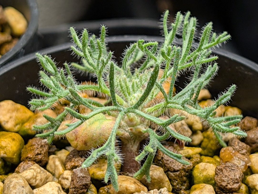 Monsonia multifida 実生