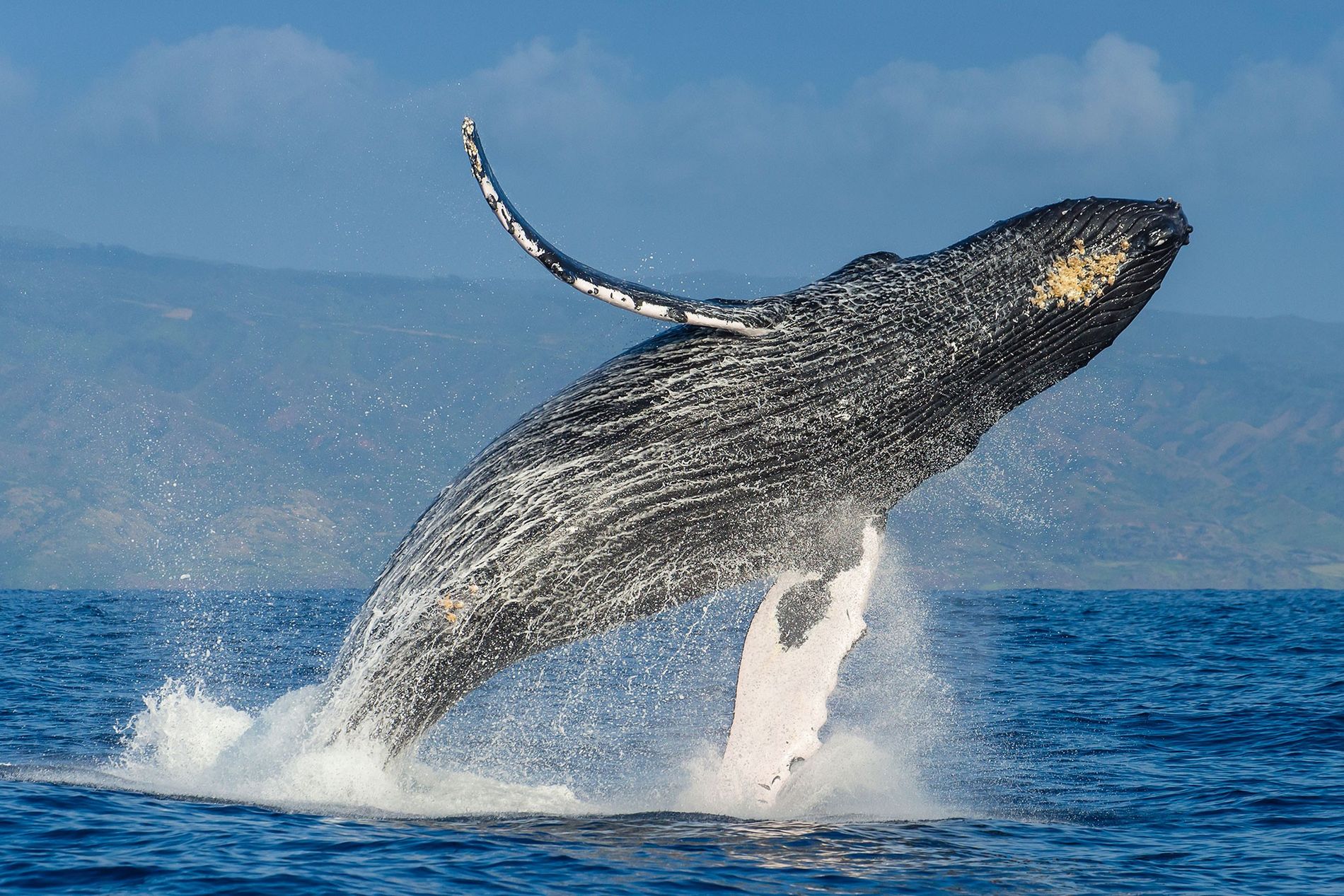 Tours de Avistamiento de Ballenas