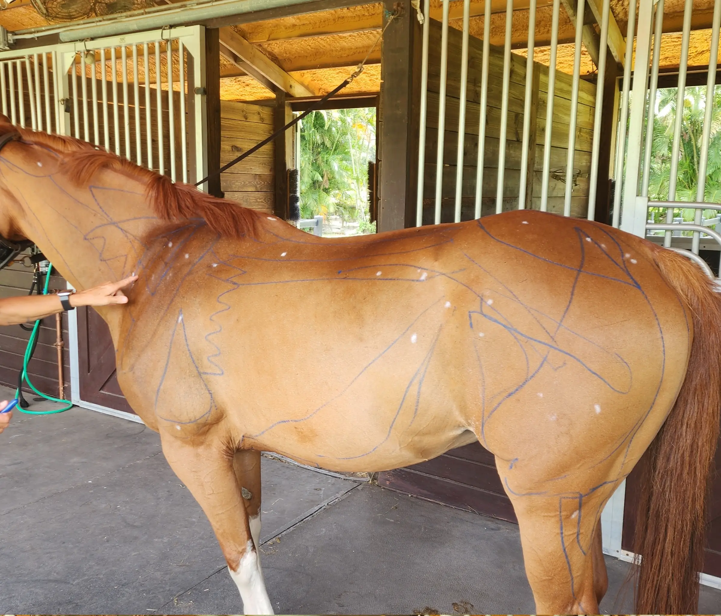 Person inspecting a horse's back