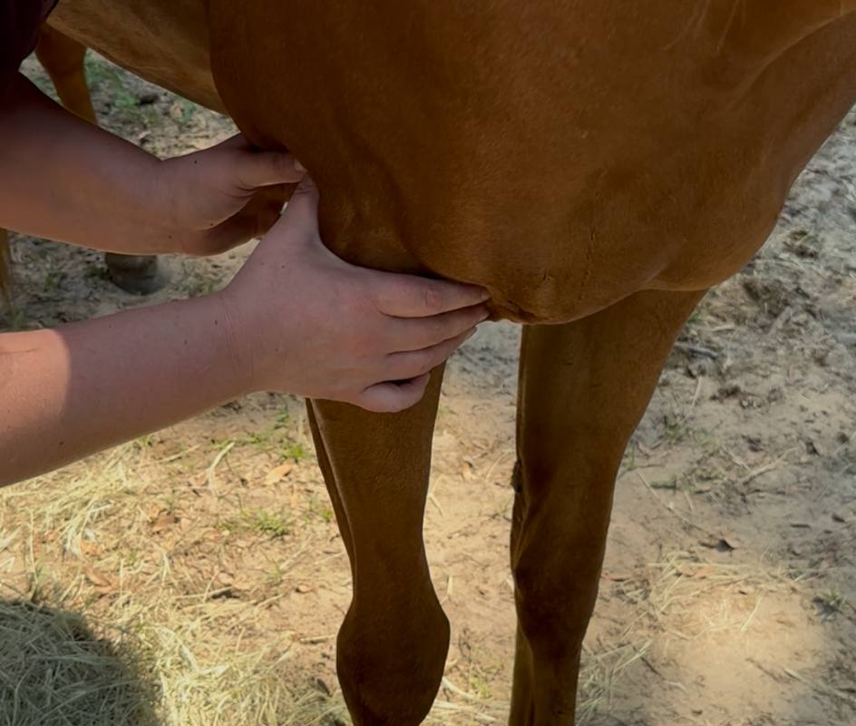 Pre-Purchase Evaluations