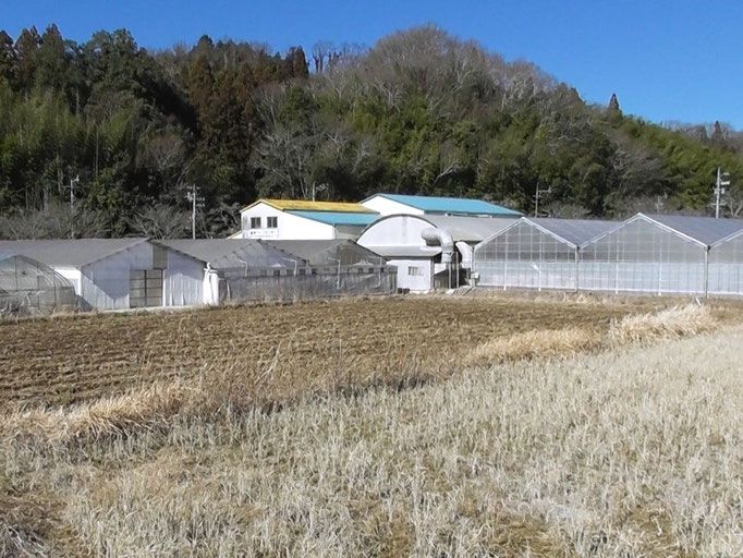 有限会社 春見ライス
