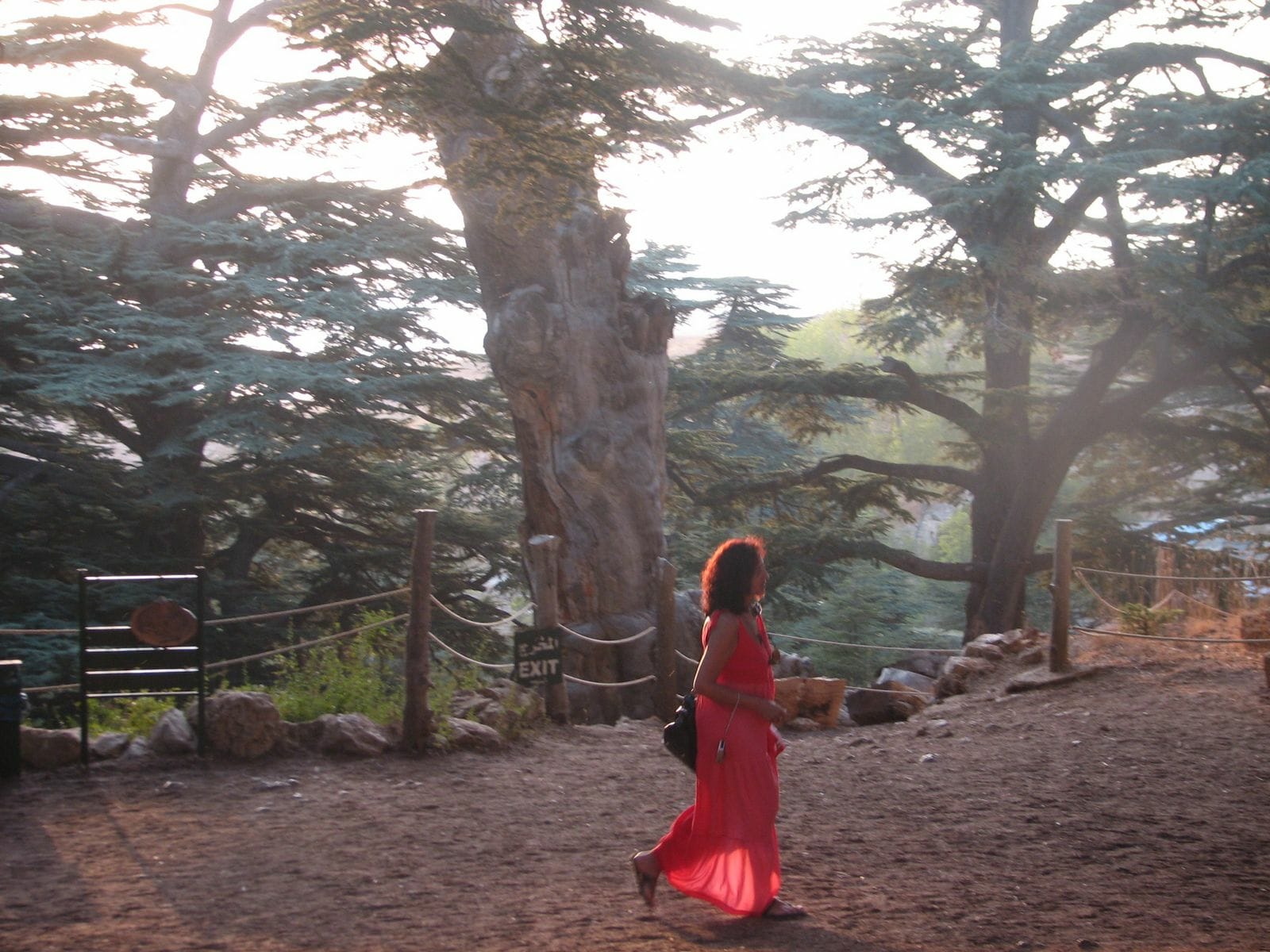 Samira Younes-Ibrahim