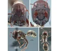 Exploring biodiversity. Ants that explode!