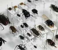 Insects of the dead