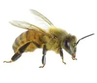 The art of communication for our bees