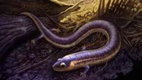 Les amphibiens : d’un passé mystérieux à un futur incertain