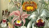 New Species: How to Add a Page to our Encyclopaedia of Life