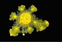 The blob: an amazing and intelligent organism