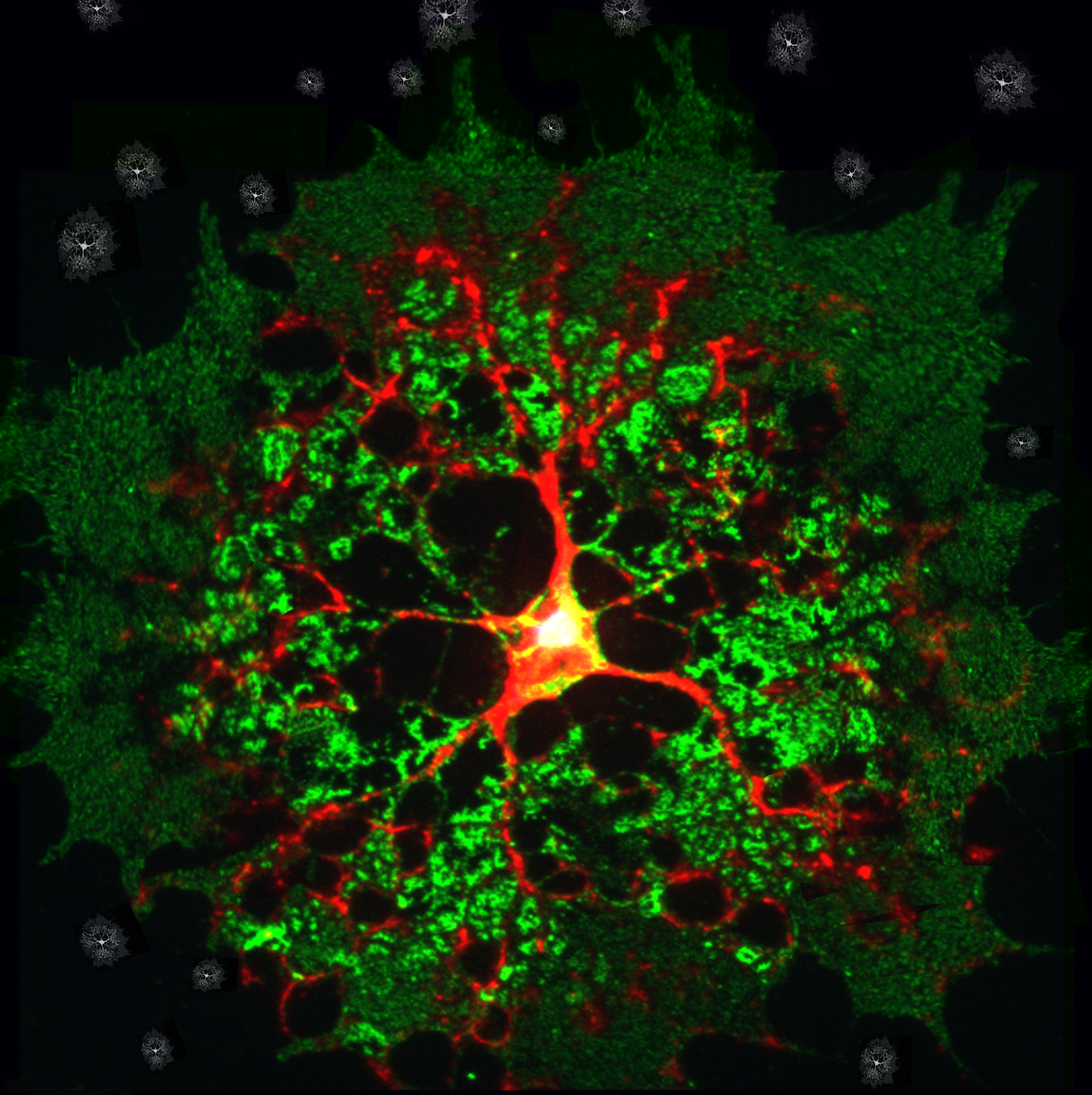 Los protectores de nuestro sistema neuronal, tan complicados como su nombre: los oligodendrocitos  