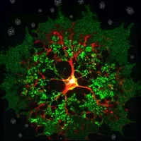 Los protectores de nuestro sistema neuronal, tan complicados como su nombre: los oligodendrocitos  