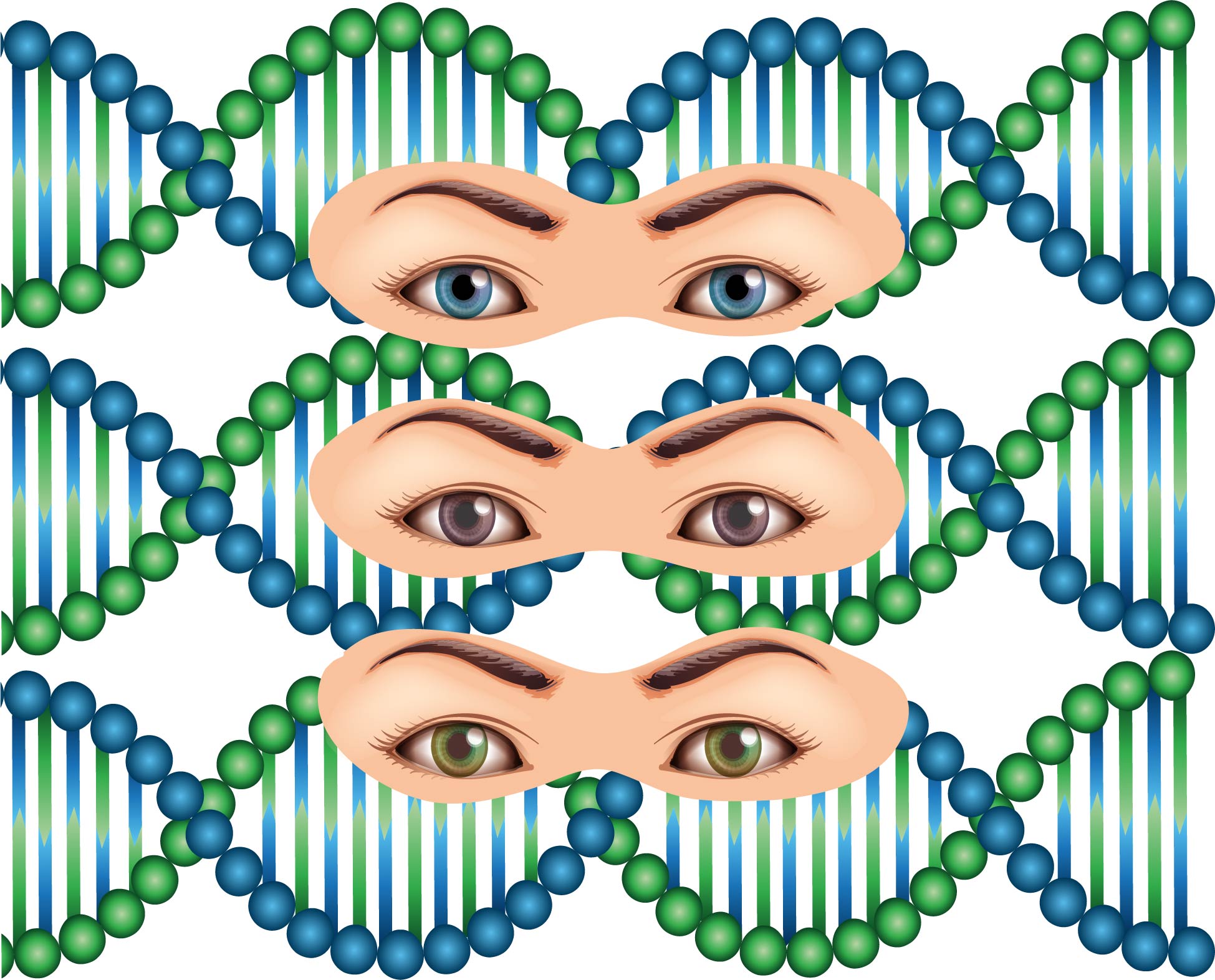When our DNA draws us a portrait