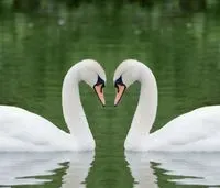 The sexual selection: A story of seduction