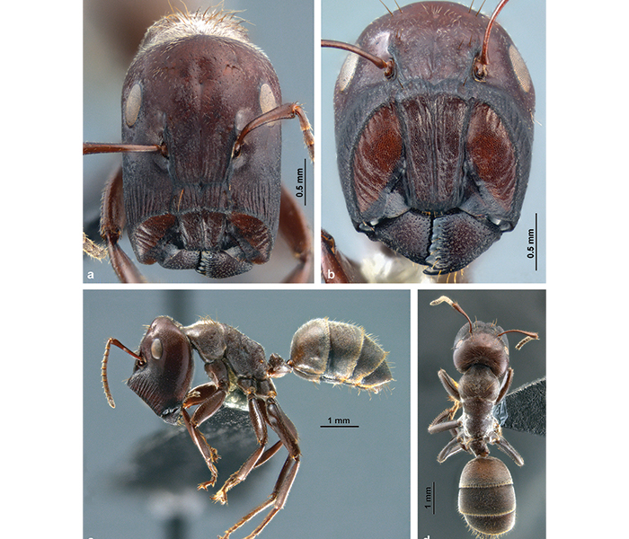 Exploration de la biodiversité Des fourmis qui explosent ! 