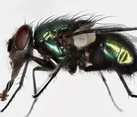 Les insectes des morts le retour
