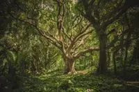 Tree social networks