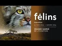 Fascinants félins