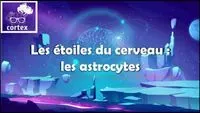 Les étoiles du cerveau : Les astrocytes