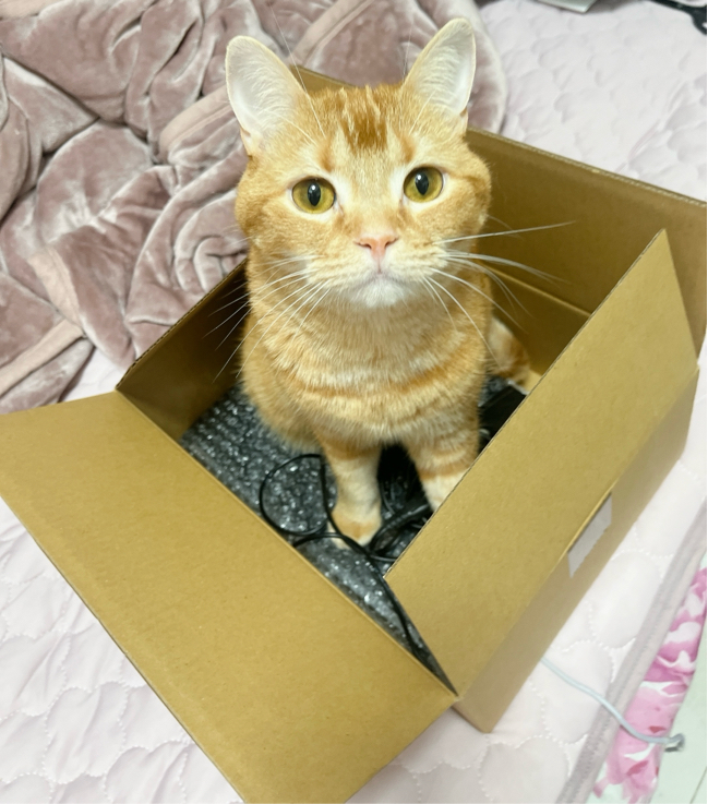 上条さんが飼っているうに（猫）