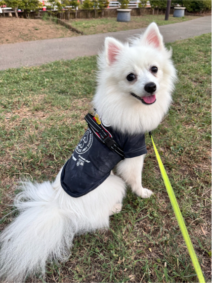 安村さんが飼っているぽん助（犬）