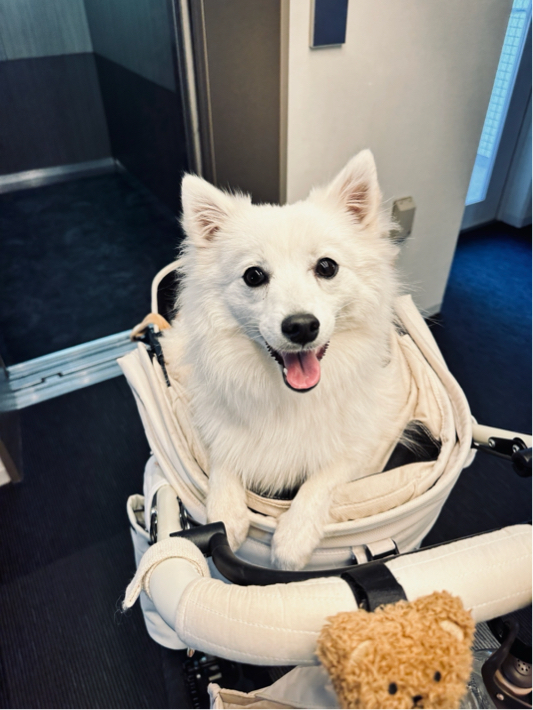 三宅さんが飼っているオリヴィア（犬）