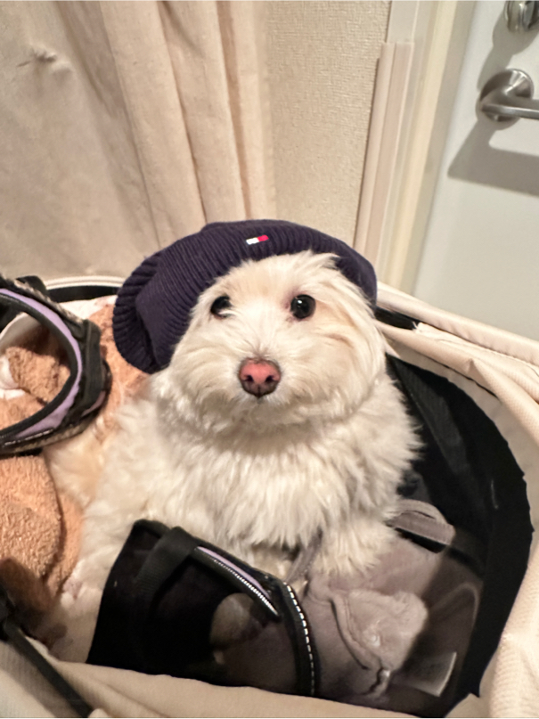 三宅さんが飼っているめる（犬）