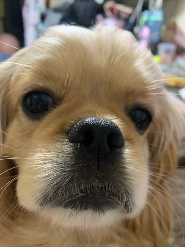 奥野さんが飼っているふぅ（犬）