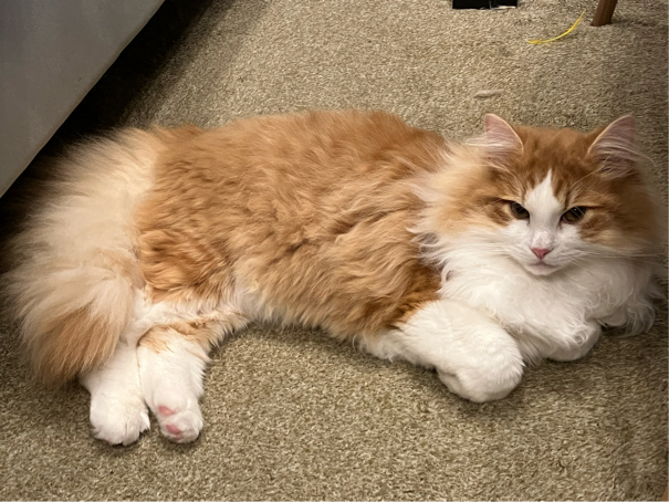 白髭さんが飼っているコン（猫）