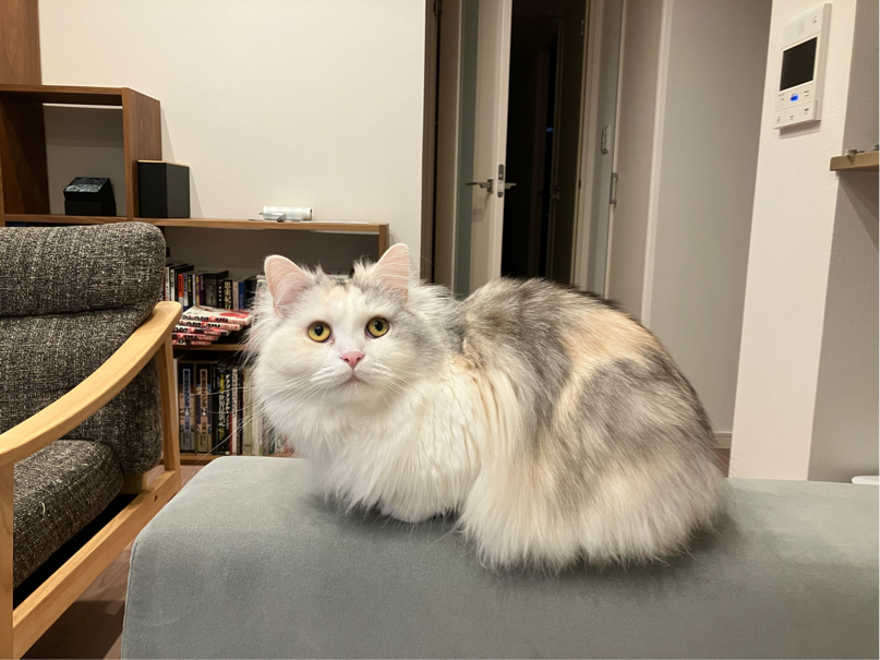 白髭さんが飼っているたぬ（猫）