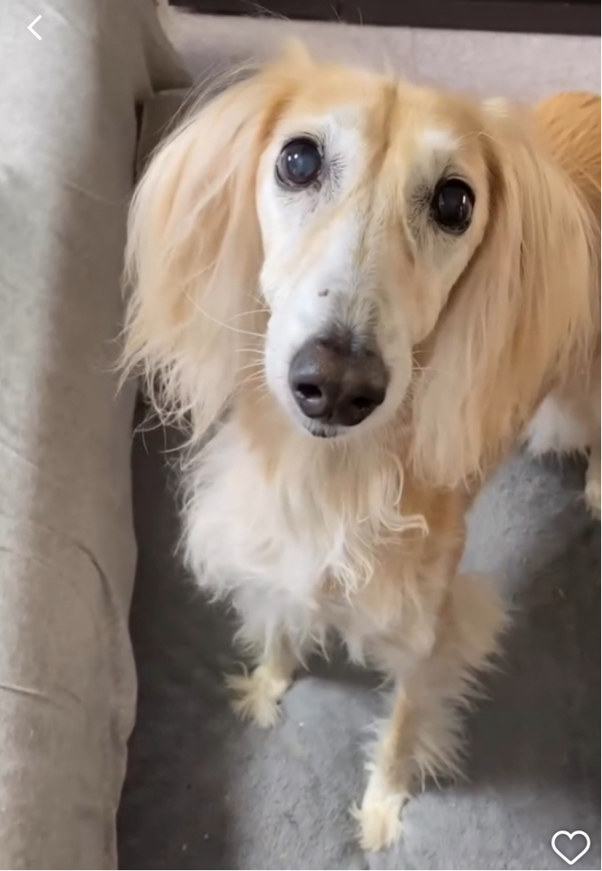 足立さんが飼っているミリアム（犬）