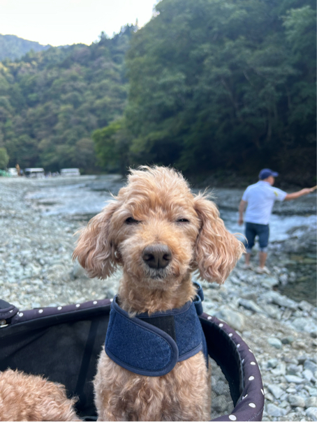水野さんが飼っているりこ（犬）
