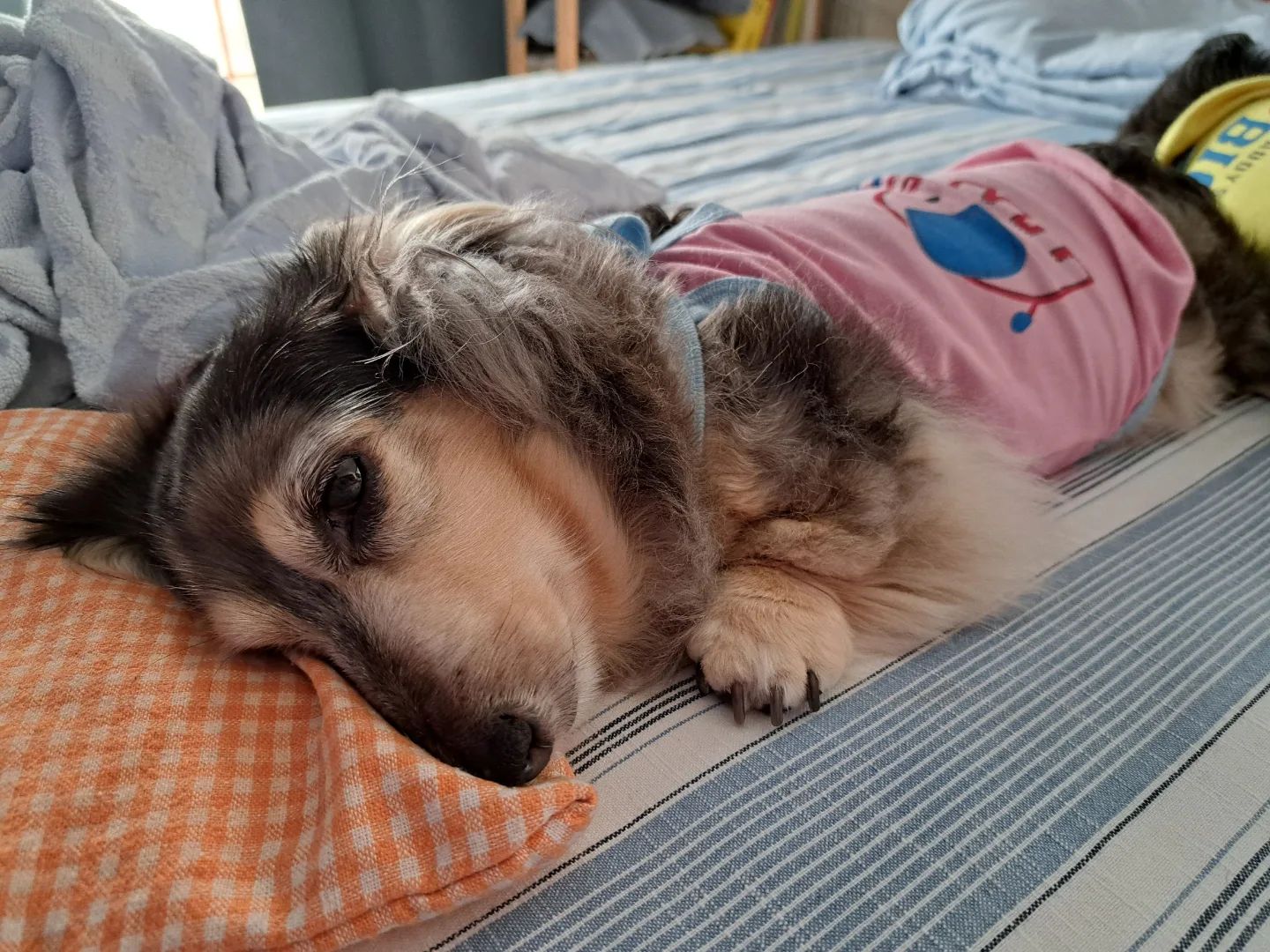 齊藤さんが飼っているピンカ（犬）